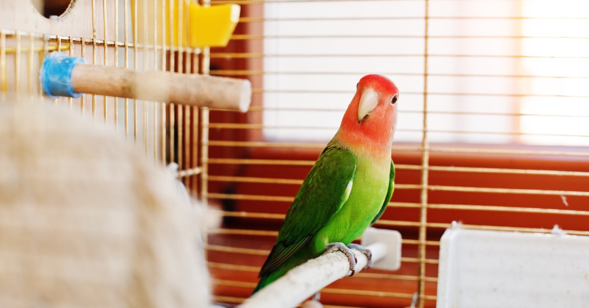 A vibrant green and orange lovebird sitting comfortably on a wooden perch inside a cage positioned near a sunlit window.
