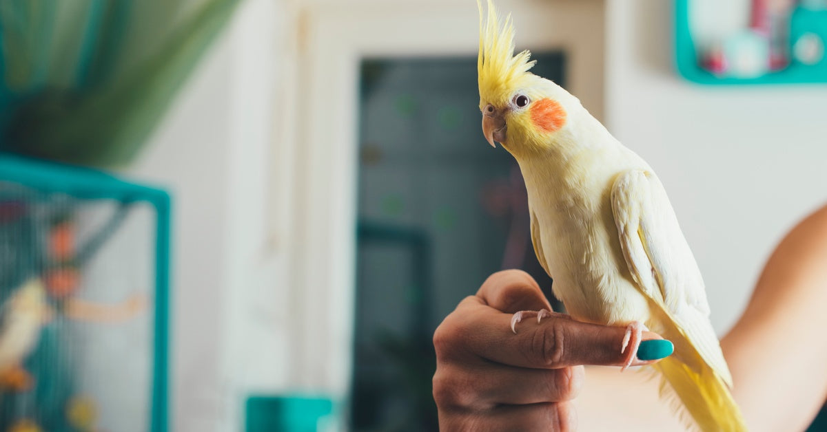 A yellow cockatiel perched on a person's hand with long teal-painted nails, with a blurred room in the background.
