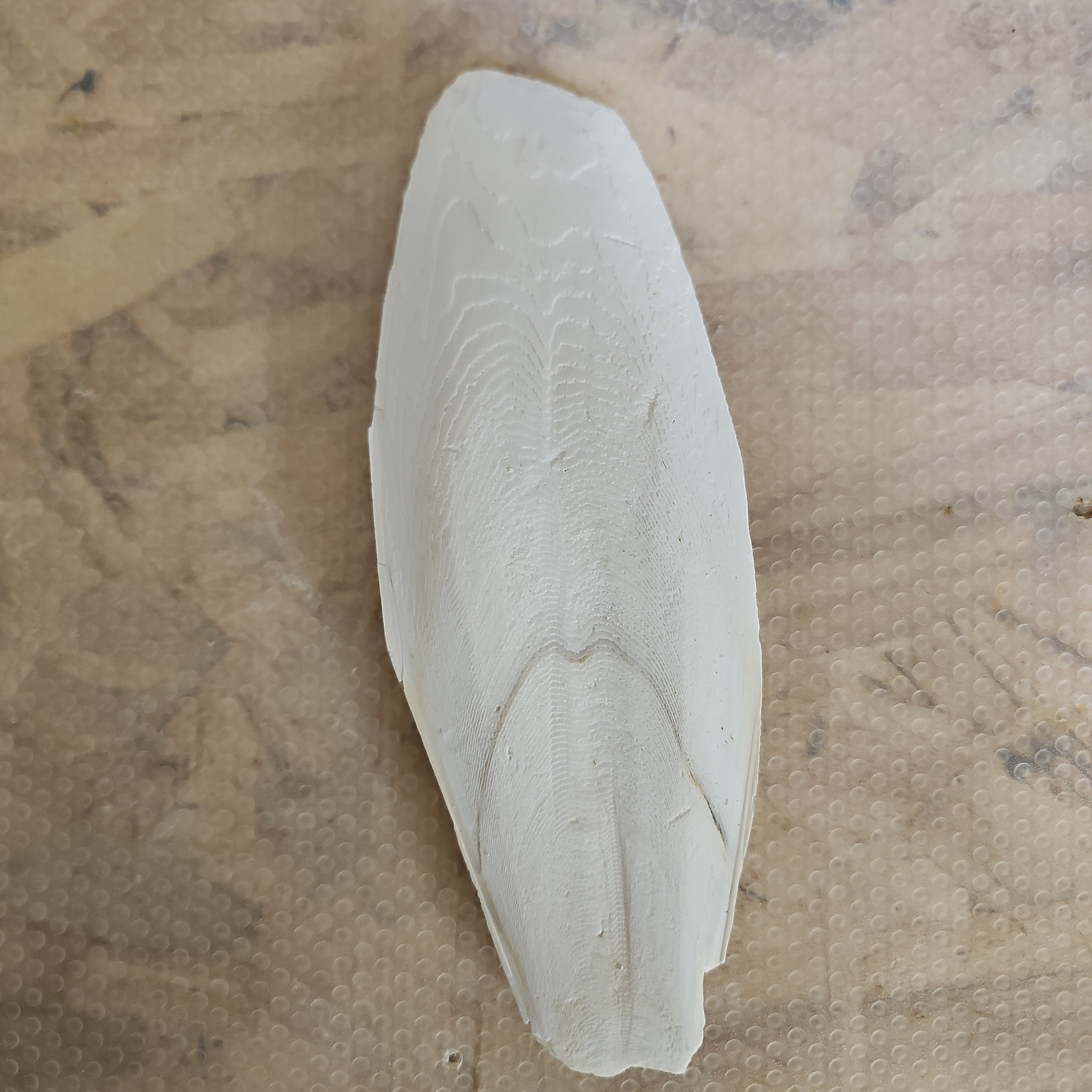 Cuttlebone for birds