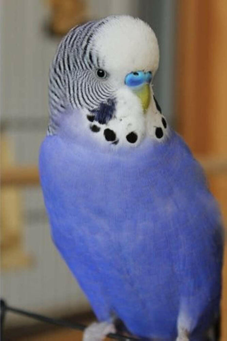 Live Parakeet (buy in person only)