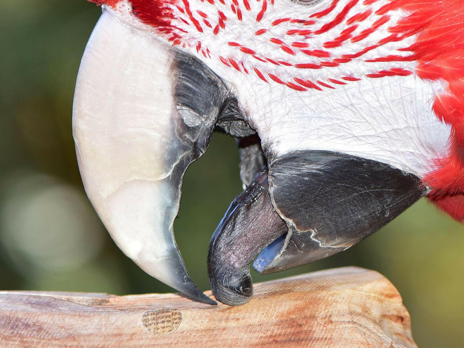 Beak