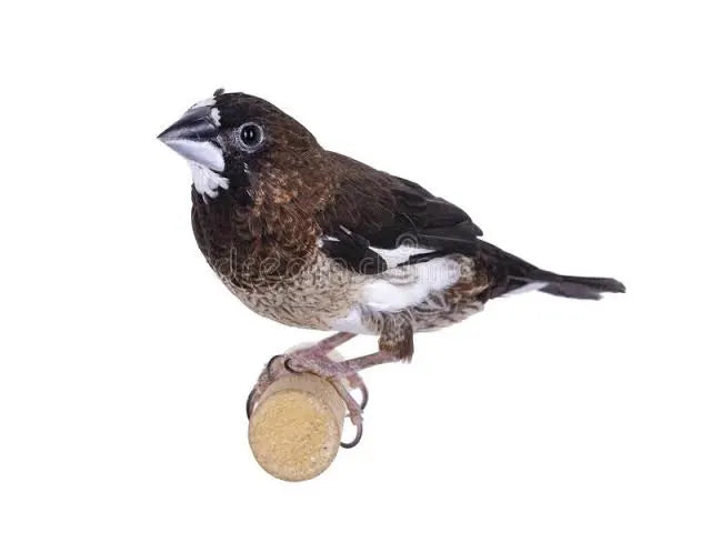 Society Finch