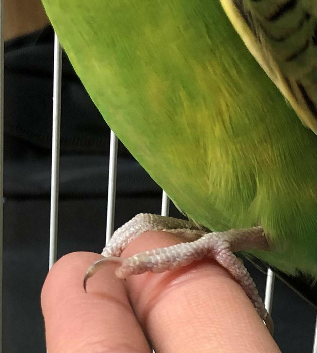 Small bird nails