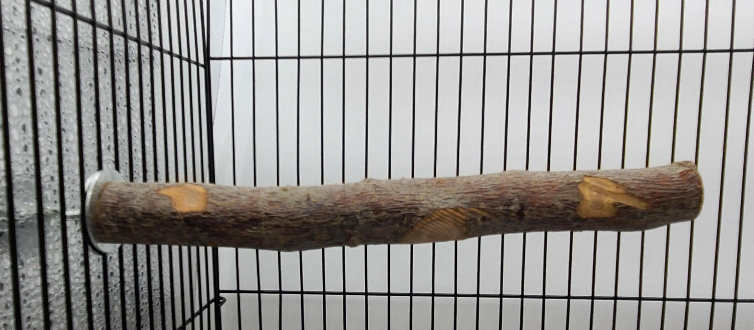 Natural Apple Wood Bird Perch - All Things Birds