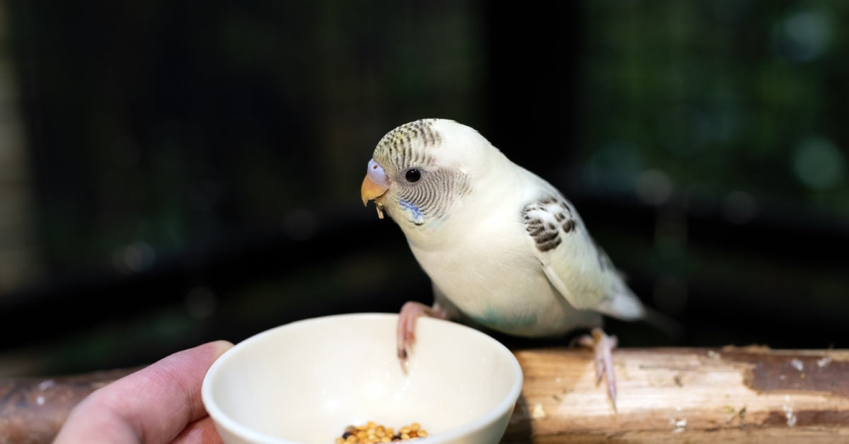 A young white-and-blue budgie perched on a wooden perch. A hand offers it a small white bowl filled with seeds.