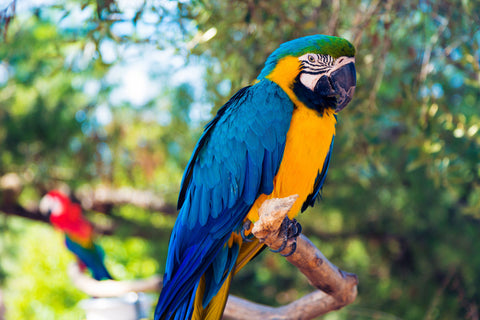 Bird Perches, Large Bird Perch, Bird Window Perch - Bird Perches For Large Colorful Birds