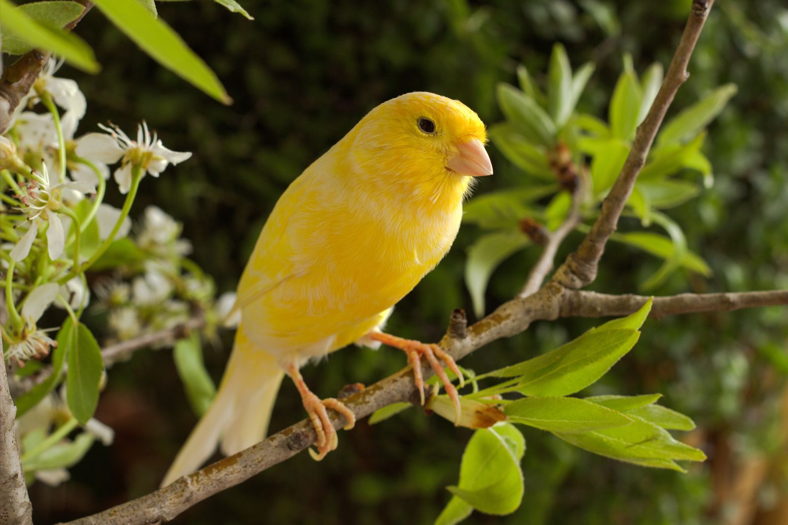 Canary.