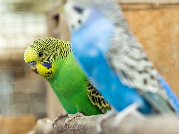 Parakeet Supplies - All Things Birds