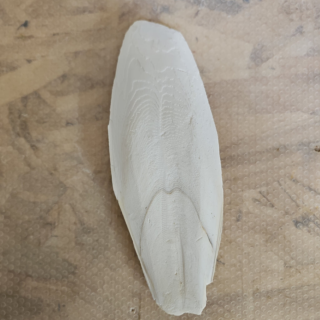 Cuttlebone Craft CuttleBone