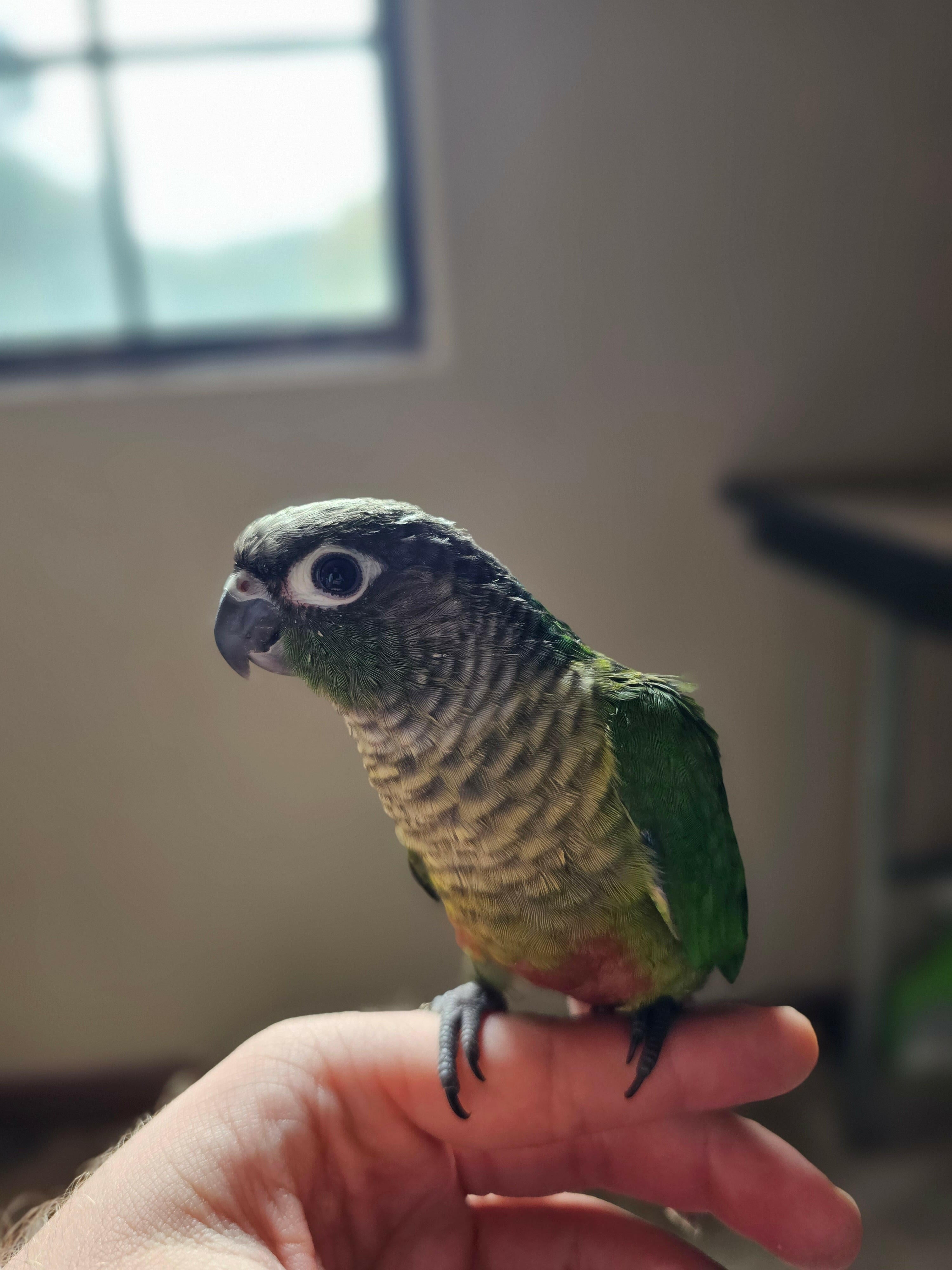 Green cheek conure.