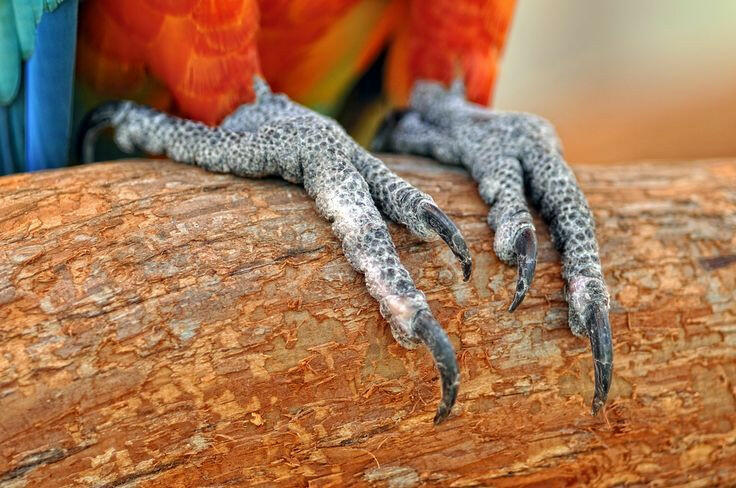 Large Bird nails