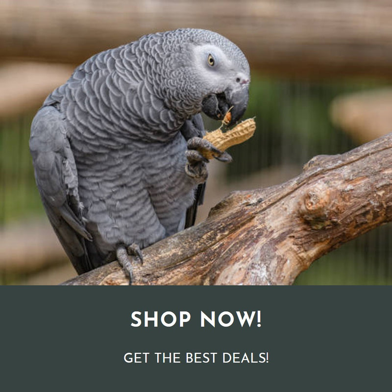 All Things Birds