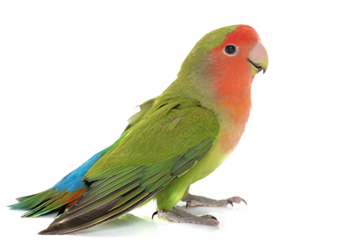 Lovebird