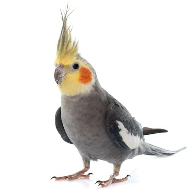 Cockatiel.