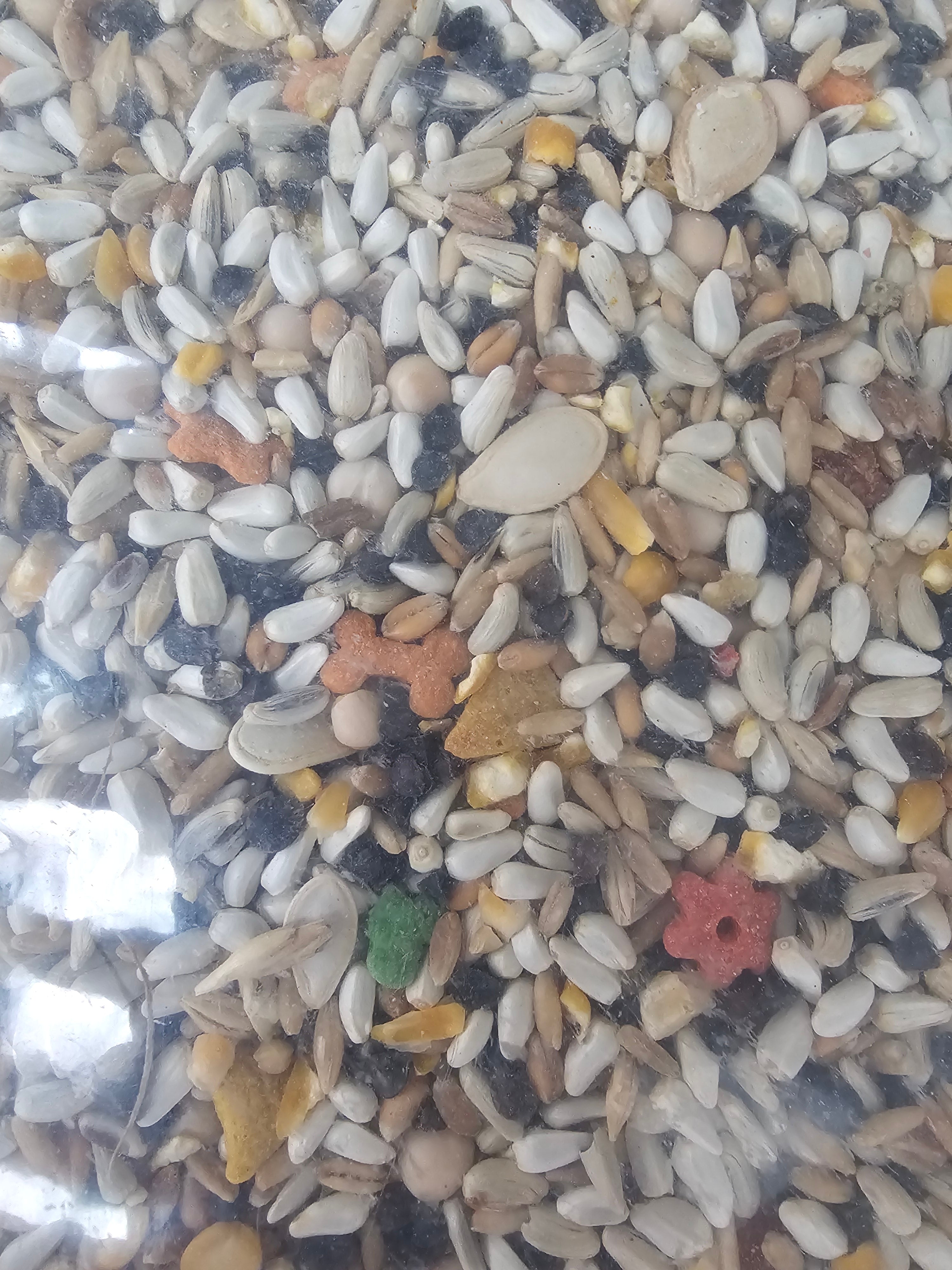 4 The Birds Large Hookbill-4lb