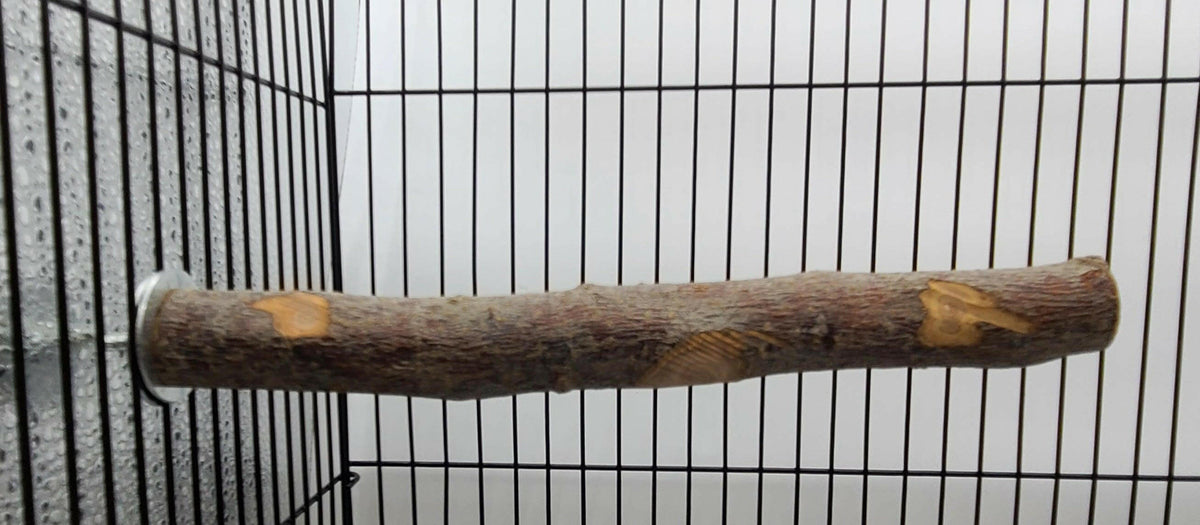Stunning Oversized Window Perch Bird Watching Encounters image