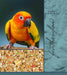 Volkman Featherglow Small Hookbill Bird Seed-4lb - All Things Birds